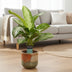 Aglaonema Silver Bay (Decorum) Zimmerpflanze Ø14cm ↕40cm Bild 4