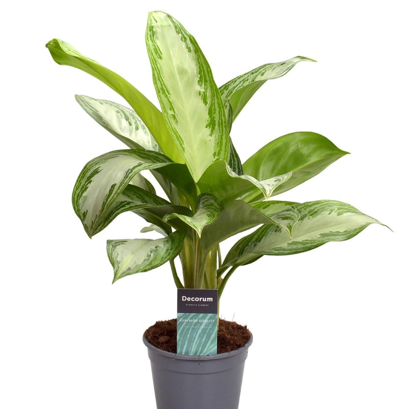 Aglaonema Silver Bay (Decorum) Zimmerpflanze Ø14cm ↕40cm