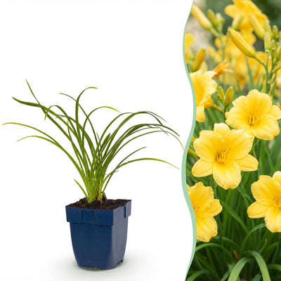 Green boutiQ - Perennial - Hemerocallis Stella d'Oro - Daylily - Bee and Butterfly Attractors - Yellow - 6 Plants - Pot 11cm - Height 15-25cm