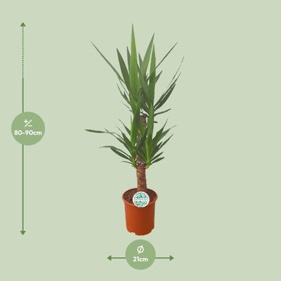 Yucca Palme Ø21cm - 90cm: Elegante Zimmerpflanze für Ihr Zuhause