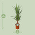 Yucca Palme Ø21cm - 90cm: Elegante Zimmerpflanze für Ihr Zuhause Bild 2