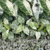 3x Baby Variegata Mix - Tropische Raritäten im Set Ø6cm Bild 4