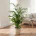 Chamaedorea Seifrizii Palm, 140 cm, ø27 Pot Bild 3