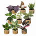 9x Überraschungs-Pflanzenbox Tropisch, Ø6cm, Höhe 5-15cm Bild 2