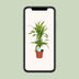 Dracaena Lemon Lime (Drachenbaum) - Ø17cm Topf, 65cm Höhe Bild 4