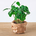Pflanzen-Terrarium Starterpaket & Nachfüllung - Dschungel-Flair Bild 4