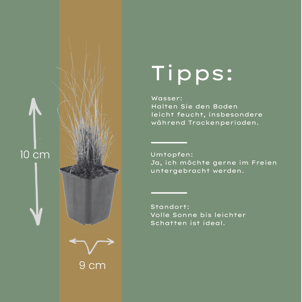 48x Calamagrostis brachytricha - ↕10-25cm - Ø9cm