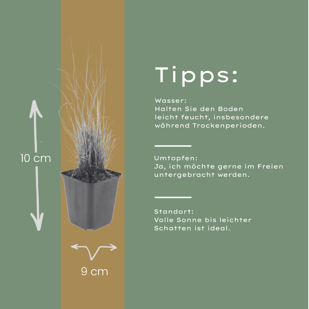 48x Calamagrostis brachytricha - ↕10-25cm - Ø9cm