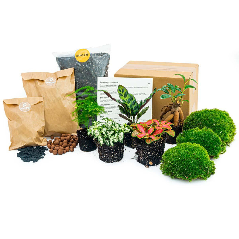 Terrarium Starterset: 5 Pflanzen & Zubehör für DIY-Oasen