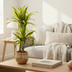 Dracaena Lemon Lime Ø19cm - 70-90cm Bild 9