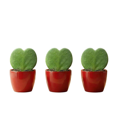 Set Liebespflanze (Hoya Kerrii) - 3x Topf & Pflanze - Rot