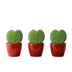Set Liebespflanze (Hoya Kerrii) - 3x Topf & Pflanze - Rot Bild 1