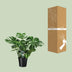 Monstera Deliciosa 'Fensterblatt' Zimmerpflanze Ø21cm, H65cm Bild 4