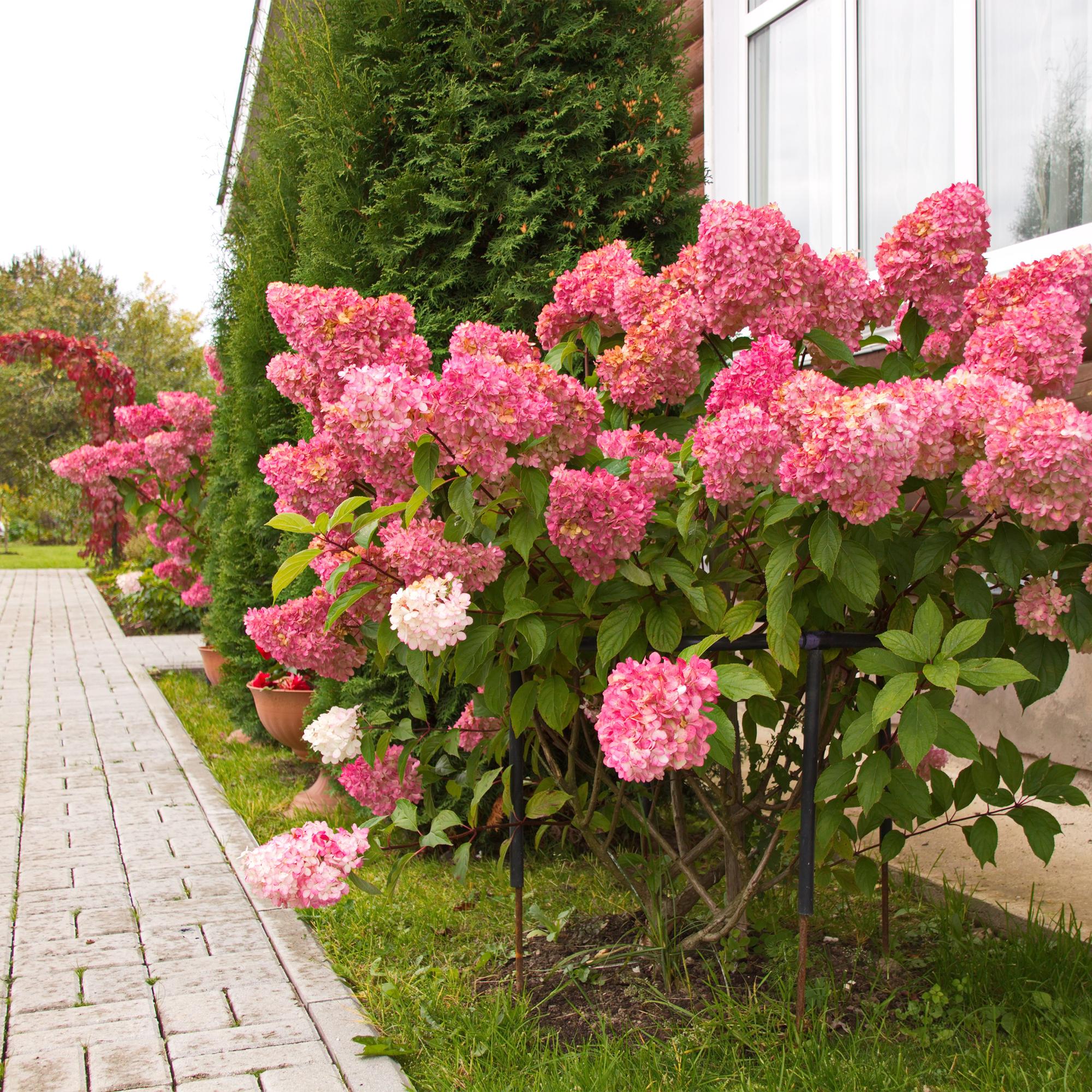 GreenboutiQ - Rispenhortensie - Hydrangea panniculata Vanille Fraise - Blüte Weiß Rosa - 3 Pflanzen 1 m² - Laubabwerfend - Große Blüten - Topf 17cm Höhe 50cm