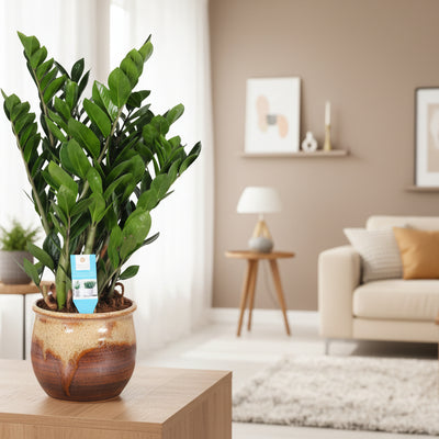 Zamioculcas Zamiifolia (ZZ Plant) - Ø21cm - H95cm