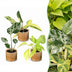 3x Baby Tropical Mix - Ø6cm - 10-15cm - Verschiedene Farben Bild 1