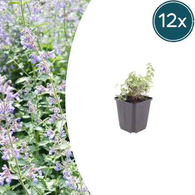 12x Katzenminze (Nepeta faassenii) - 10-25cm - Ø9cm