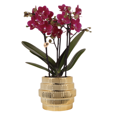 Kolibri Orchidee Violette Chamonix mit Goldtopf Ø9cm