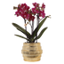 Kolibri Orchidee Violette Chamonix mit Goldtopf Ø9cm Bild 1