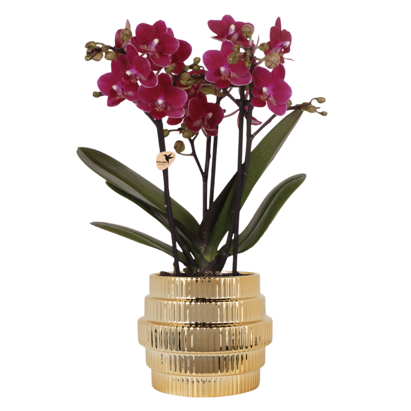 Kolibri Orchidee Violette Chamonix mit Goldtopf Ø9cm