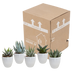 Gasteria/Haworthia-Mischung 5,5 cm: 5 Pflanzen im weißen Topf Bild 9