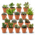 Mini Kakteen & Sukkulenten Mix (18er Pack) - Ø 8,1 cm Töpfe Bild 1