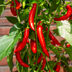 Rote scharfe Paprikapflanze, 45 cm, 14 cm Topf Bild 3