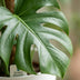 Monstera Deliciosa Houseplant on a Moss Pole - 90cm - White Pot Bild 4
