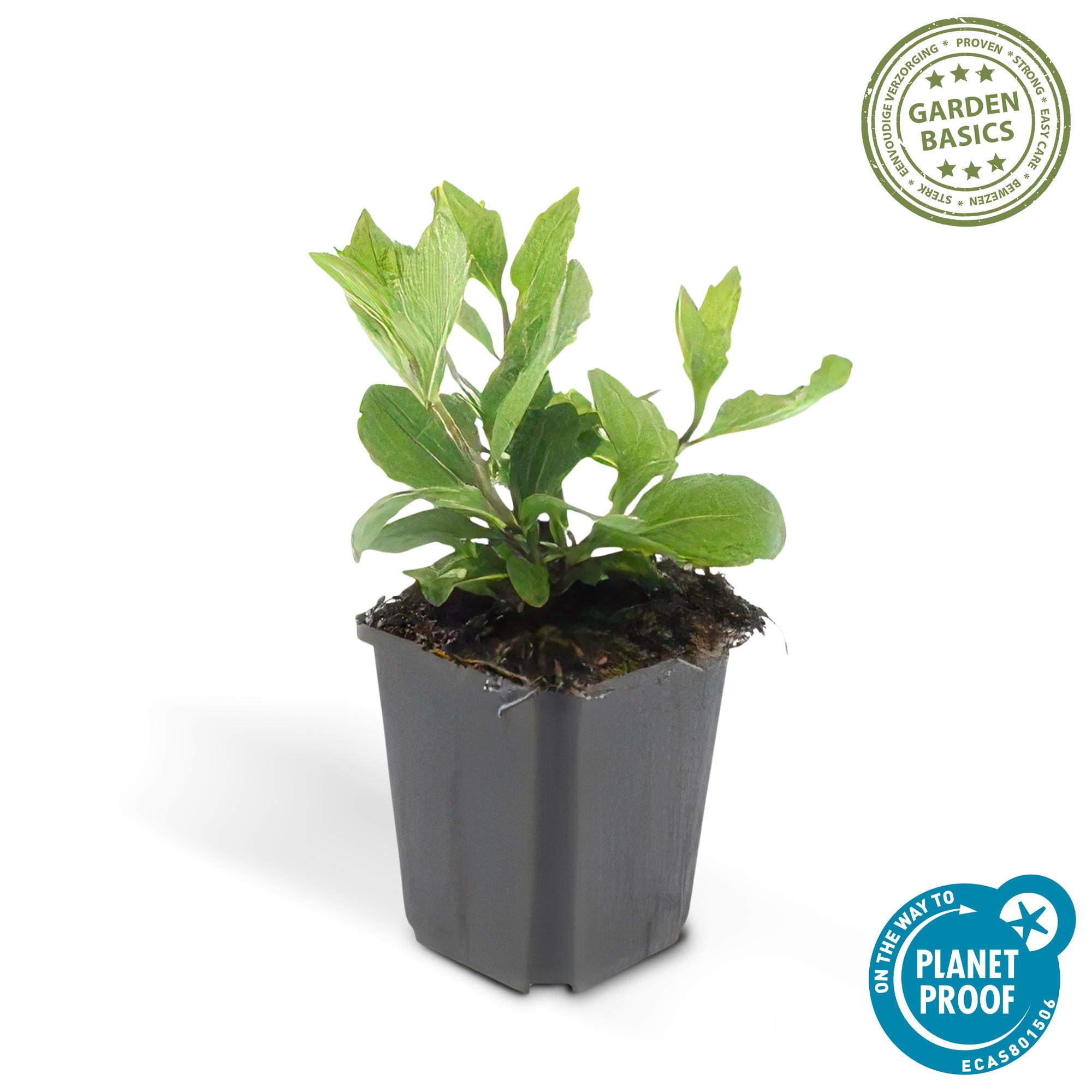 Aster ageratoides 'Asran' - 12x, 10-25cm, Ø9cm