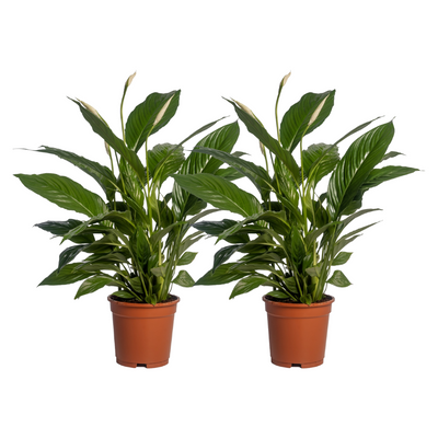 2x Spathiphyllum Vivaldi (Friedenslilie) Ø17cm, 70cm hoch
