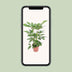 Schefflera Actinophylla 'Amate' – Schirmbaum Ø24cm H100cm Bild 5