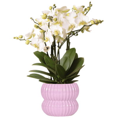 Weiße Lausanne Orchidee im rosa Topf – blühend & pflegeleicht