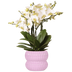 Weiße Lausanne Orchidee im rosa Topf – blühend & pflegeleicht Bild 1