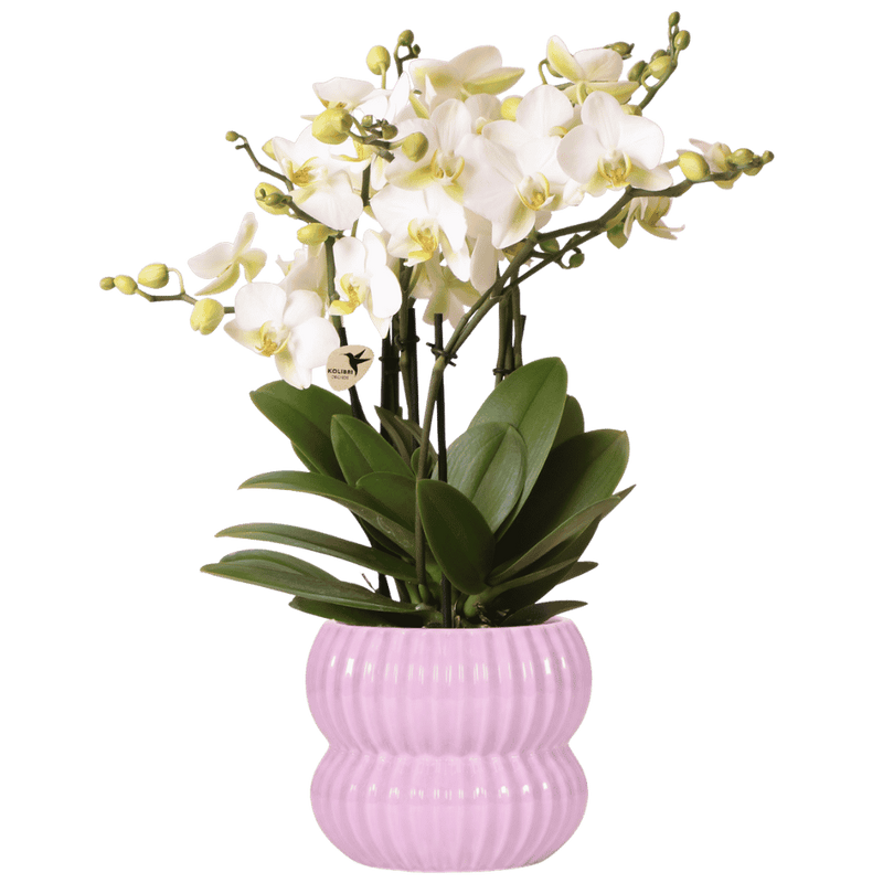 Weiße Lausanne Orchidee im rosa Topf – blühend & pflegeleicht