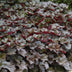12x Heuchera 'Palace Purple' - Dunkelviolett, Blüte im Sommer, 10-25cm Bild 5