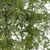 Polyscias Fruticosa (Aralia) - Ø21cm Topf, 75cm hoch Bild 5