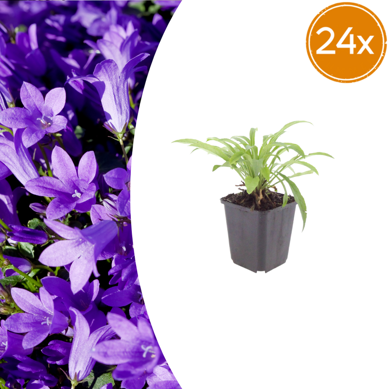 24x Campanula pers. 'Coerulea' - Blaue Fiedelblatt-Glockenblume