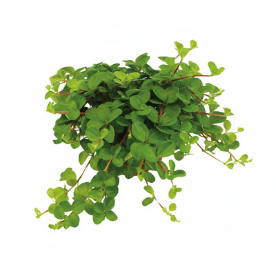 Peperomia Rotundifolia in a 11cm pot, approx. 15cm high