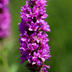 12x Blutweiderich (Lythrum salicaria) - 10-25cm hoch, Ø9cm Topf Bild 7