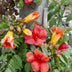 2x Trompetenblume 'Summer Jazz Fire' - 65cm - Topf Ø15 Bild 3