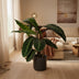 Calathea Warscewiczii Pfauenpflanze: Samtige Blätter, Ø19cm, 70cm hoch Bild 5