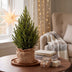 Picea glauca Conica - Zuckerhutfichte - Grün - Weihnachtsbaum - inkl. Jutesack - Ø19cm - ↕65cm Bild 3