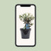 Olea Olive mit Flasche, Ø13cm, Höhe 23cm - mediterraner Charme Bild 5