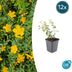 12x Hypericum dummeri 'Peter Dummer' - ↕10-25cm - Ø9cm Bild 1