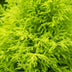 Cupressus Gold Crest Wilma: pflegeleichte Zimmerkonifere im Topf (21cm) Bild 5