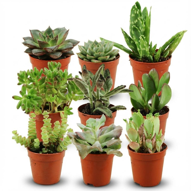 Mini Sukkulenten Mix - 9 Stück (Ø 5,5 cm)