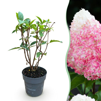Rispenhortensie Living Pink & Rose - Winterhart, Rosa