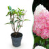 Rispenhortensie Living Pink & Rose - Winterhart, Rosa Bild 1