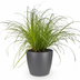 Cyperus alternifolius Zumula Katzenpflanze mit Topf Grau Bild 2