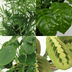 Tierfreundliche Zimmerpflanzen-Set (4er-Pack) - Ø12cm, H20-40cm Bild 2